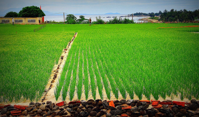 Đảo Lý Sơn thuộc tỉnh nào? Du lịch Lý Sơn có gì đặc biệt?